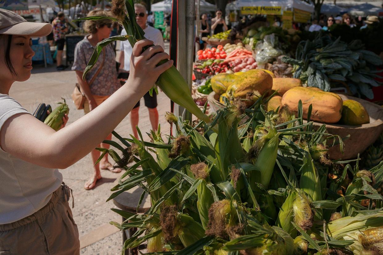 Yuka Terry, from New York City, selects ears of corn for her toddler during the final West Palm Beach GreenMarket  of the season on April 20, 2024. "It's way better than what's in New York," Terry said when asked of her impression of the city's green market.