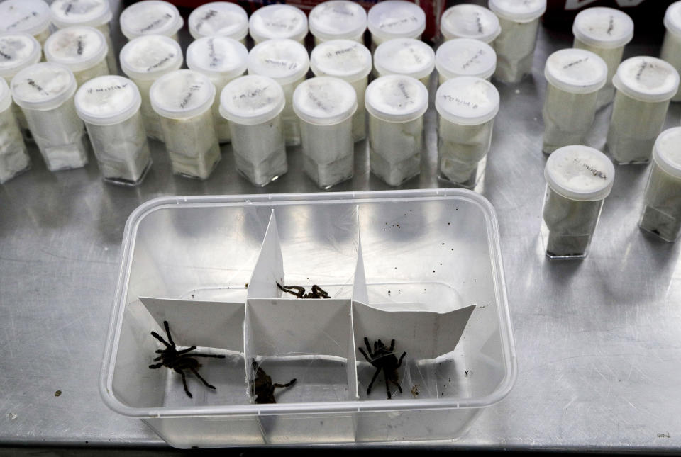 Tarantulas inside plastic containers are shown at the Philippine Department of Environment and Natural Resources in metropolitan Manila, Philippines on Wednesday, April 3, 2019. Philippine Customs District Collector Carmelita Talusan said in a statement that 757 live Tarantulas, with an estimated value of P310,000 (about US$6,000), were seized by customs agents at Manila's airport last April 1. The endangered wildlife species were found concealed in gift-wrapped oatmeal and cookie boxes and was shipped from Poland. (AP Photo/Aaron Favila)