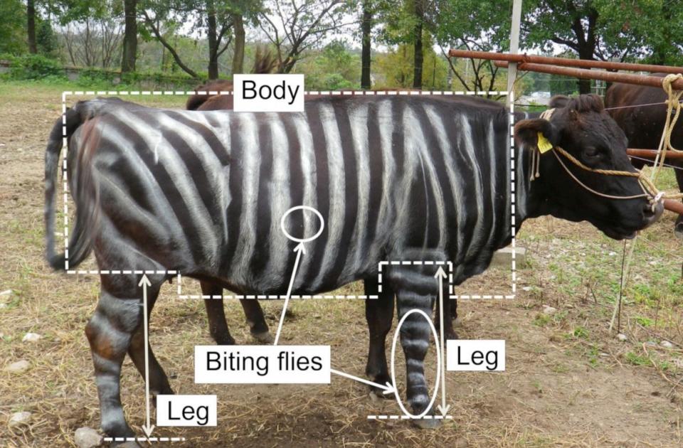 Las vacas pintadas como cebras recibieron un 50% menos de picaduras de moscas y otros insectos | imagen Aoki N, et al. PLoS ONE