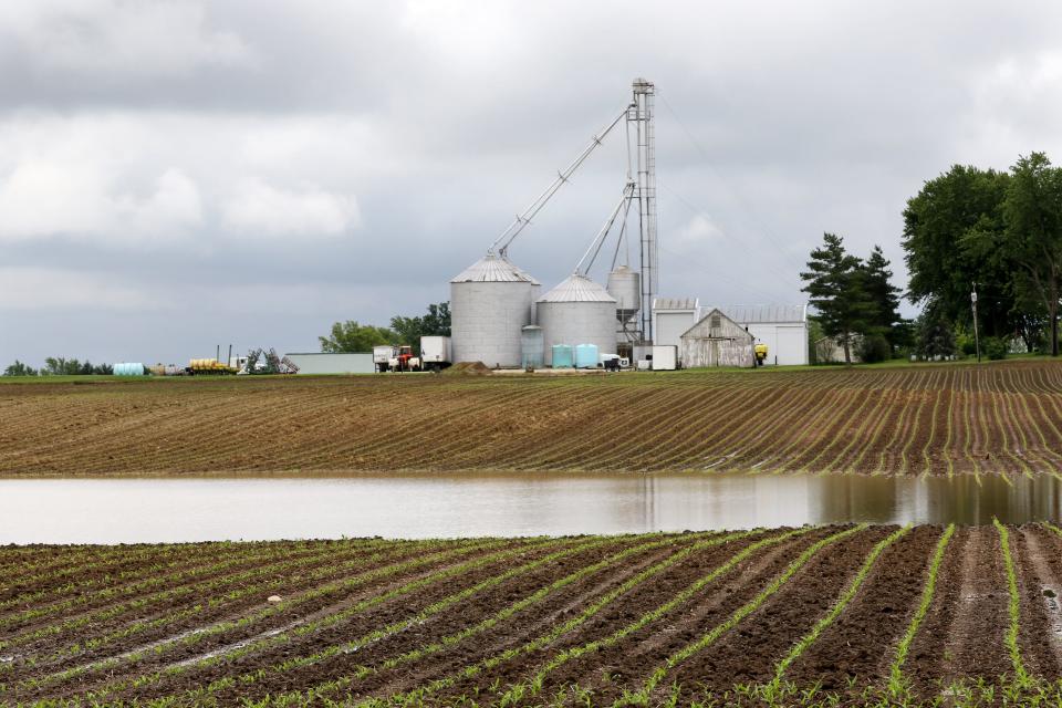 This property in Darke County pictured on Monday, June 17, 2019, has been a part of Scott Labig's family for three generations. The season's rainy conditions are probably the worst Labig's seen since his first season farming in 1981.   At this time last year, Labig's corn had already grown to his knee. 