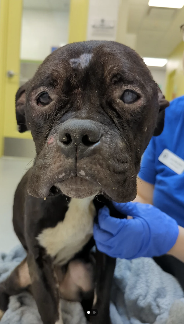 A person in blue gloves holds a brown and white dog with a concerned expression at a veterinary clinic