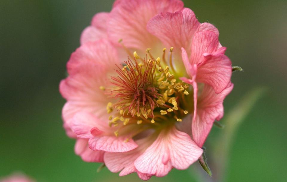 Geum ‘Bell Bank’ - GAP Photos/Torie Chugg