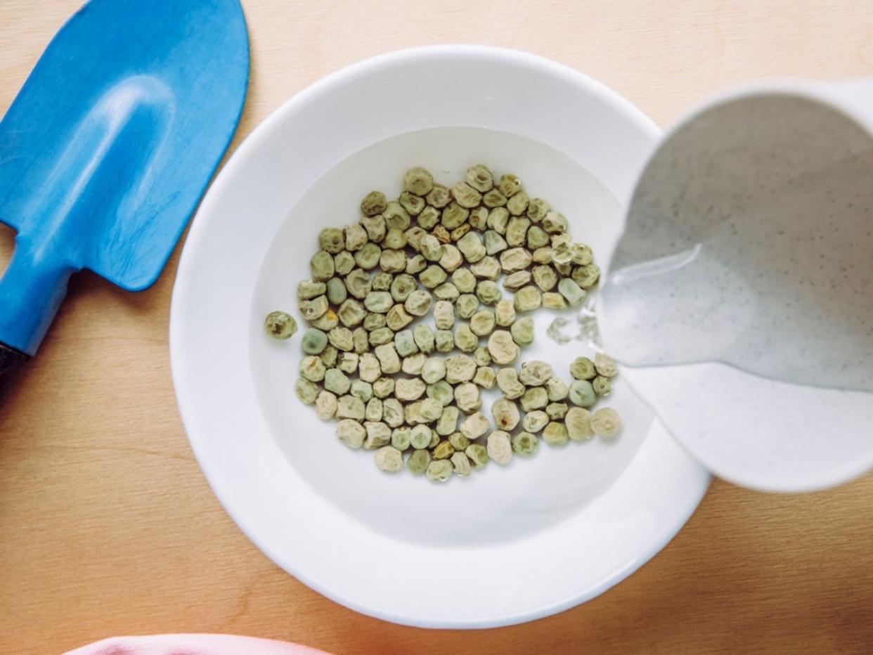  Small Garden Shovel Next To A Bowl Of Seeds In Water. 