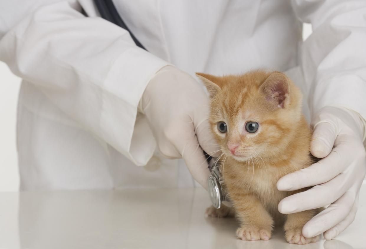 Pet owners might be paying more for their pets to see a vet across Essex, Kent, Suffolk, Norfolk, Anglesey and South Wales. Photo: Getty