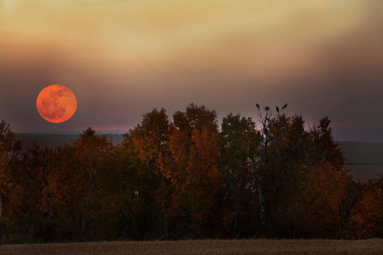 harvest moon rising over autumn trees with birds perched on them