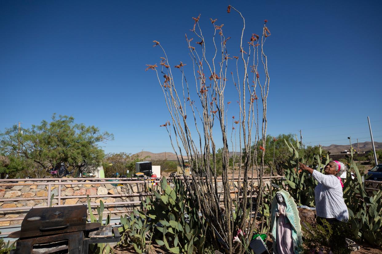 Olga Thomas points out the ocotillo plant in her garden in Hueco Tanks. The prickly pear cacti and cresote in her garden can survive the Chihuahuan Desert climate. May 23, 2023.