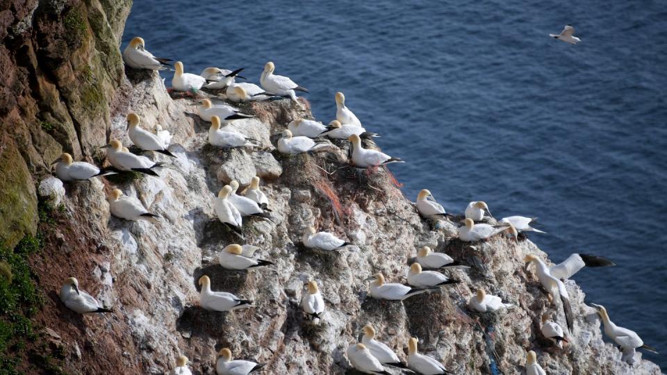 Basstölpel sitzen auf ihren Nestern auf der Nordseeinsel Helgoland. Foto: Carsten Rehder