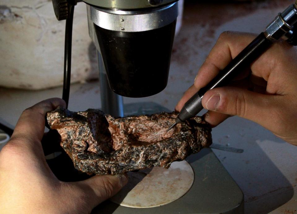 PHOTO: Fossil skull of Parvosuchus aurelioi under mechanical preparation. (Janaina Brand Dillmann)