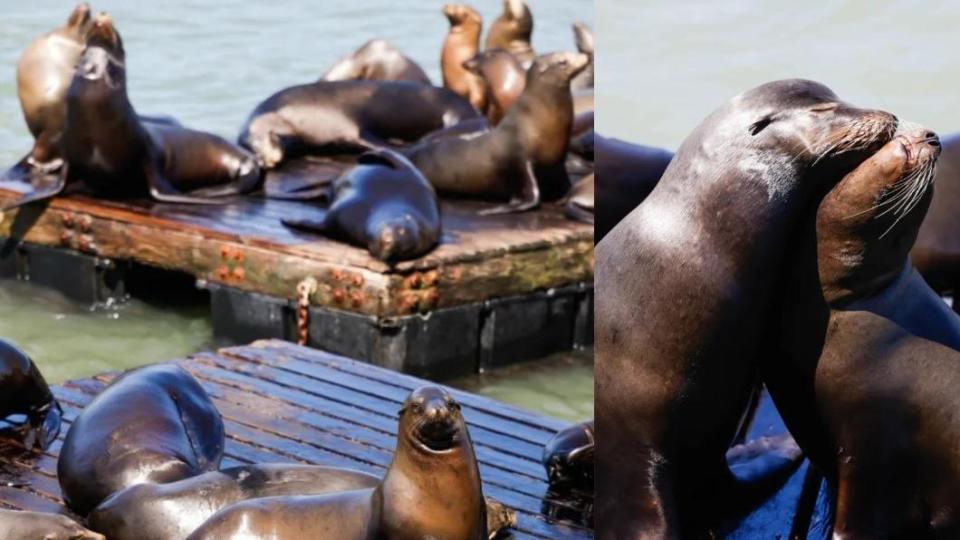 海獅群慵懶的躺在漂浮於海面上的木板，曬著太陽、與同伴打鬧，相當可愛。（圖／翻攝自舊金山標準報）