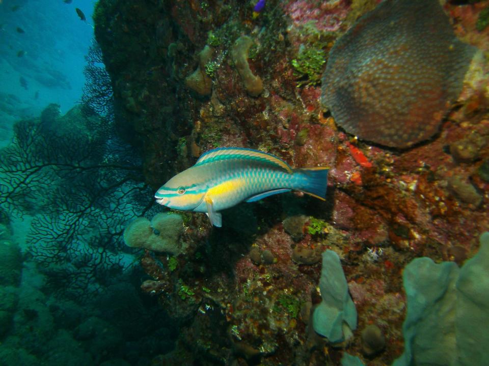 In this May 3, 2012 photo, a princess parrotfish is seen in the Saba Marine Park in Saba in the Caribbean. About 150 species of fish have been identified in the waters of Saba, a Dutch municipality that is popular with divers. (AP Photo/Brian Witte)