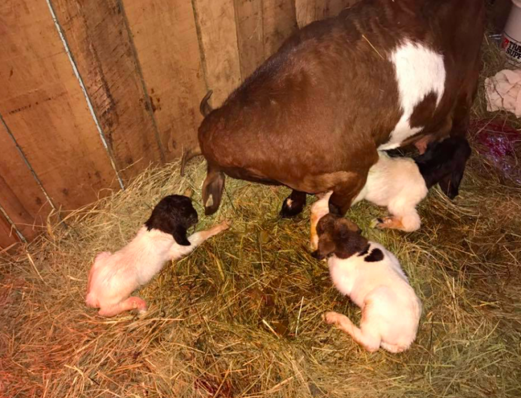 New mum: Copper has given birth to three kids with a little help from Pretty Boy (Facebook/Operation Fancy Free)