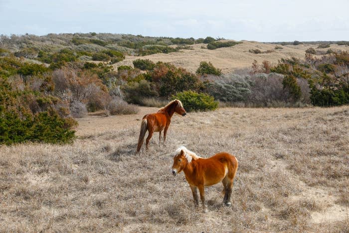 Wild Horses along the Outer Banks of North Carolina