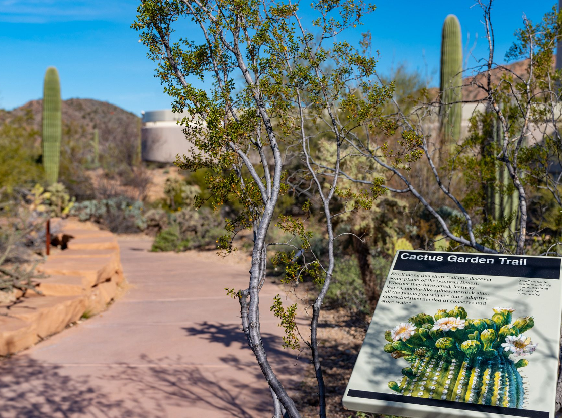 Saguaro National Park's Cam Juárez says guests can come within inches of the park's namesake cacti on accessible trails like this one.