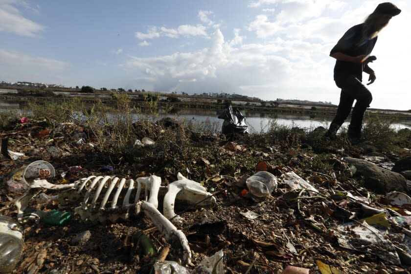 MARINA DEL REY, CA - NOVEMBER 21, 2019 - Josey Peters, 54, never knows what he'll find while collecting trash and cleaning debris along the Ballona Creek in Marina Del Rey. He's been doing this since 2007. "It's kind of like triage. You do your best and that's all you can do," Peters said while collecting debris after a rain storm. The skeleton of a dog, possibly a Halloween decoration, is made of plastic and washed up along the shore with other debris. (Genaro Molina / Los Angeles Times)