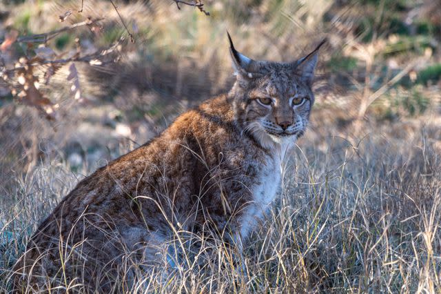 George Pachantouris / Getty Images A Balkan lynx in the wild