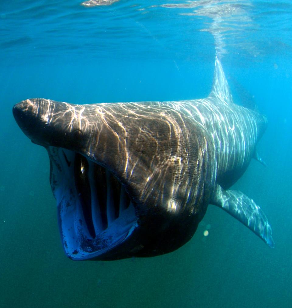 According to a description from the National Oceanographic and Atmospheric Administration, "the basking shark is the second largest living fish, after the whale shark. It is a migratory species, found in all the world's temperate oceans. It is a slow moving and generally harmless filter feeder."