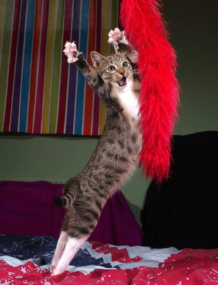 Iain Mcconnell_The dancing kitten_00000216