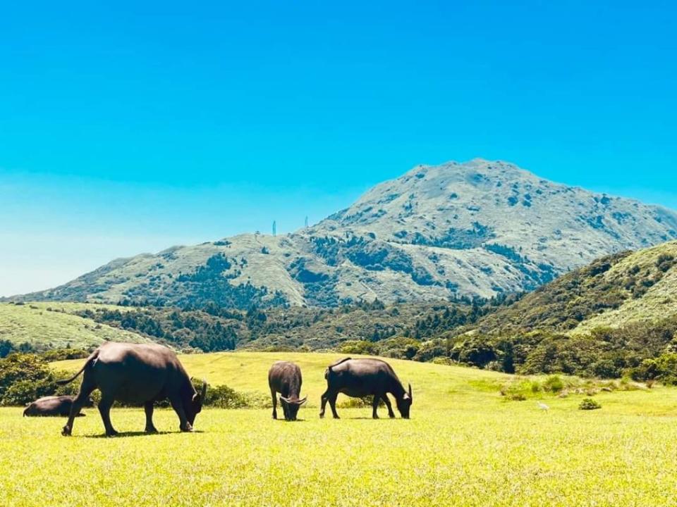 陽明山擎天崗。（中華旅行社提供）