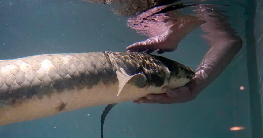 全球最高齡的觀賞魚，是一隻位於美國加州的澳洲肺魚，而牠最喜歡被摸背和肚子。（圖／達志／美聯社）