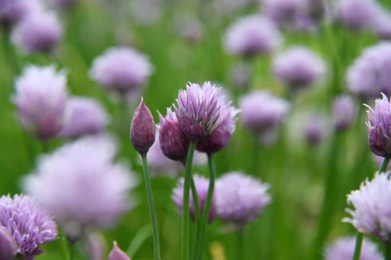Chive blossoms are perfect as a garnish in salads, soups and sandwiches. Andrea Warnecke/dpa-mag