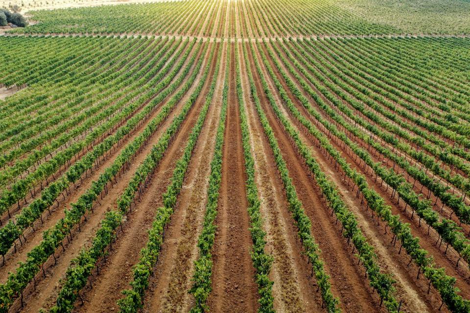 The Seasonal Workers Pilot, launched in 2019, has been extended and expanded for an additional year with 30,000 visas available for those wanting to come and work on UK farms. Photo: Getty Images