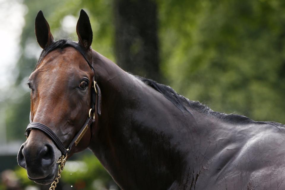 Kentucky Derby and Preakness Stakes winner American Pharoah stands while being bathed following his morning workout at Belmont Park in Elmont, New York June 3, 2015. REUTERS/Shannon Stapleton