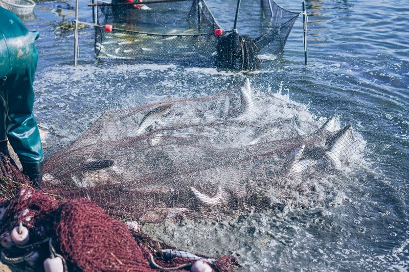 台南是臺灣水產養殖的重鎮，養殖魚塭面積超過1萬3千公頃高居全台第一。（圖／全聯提供）