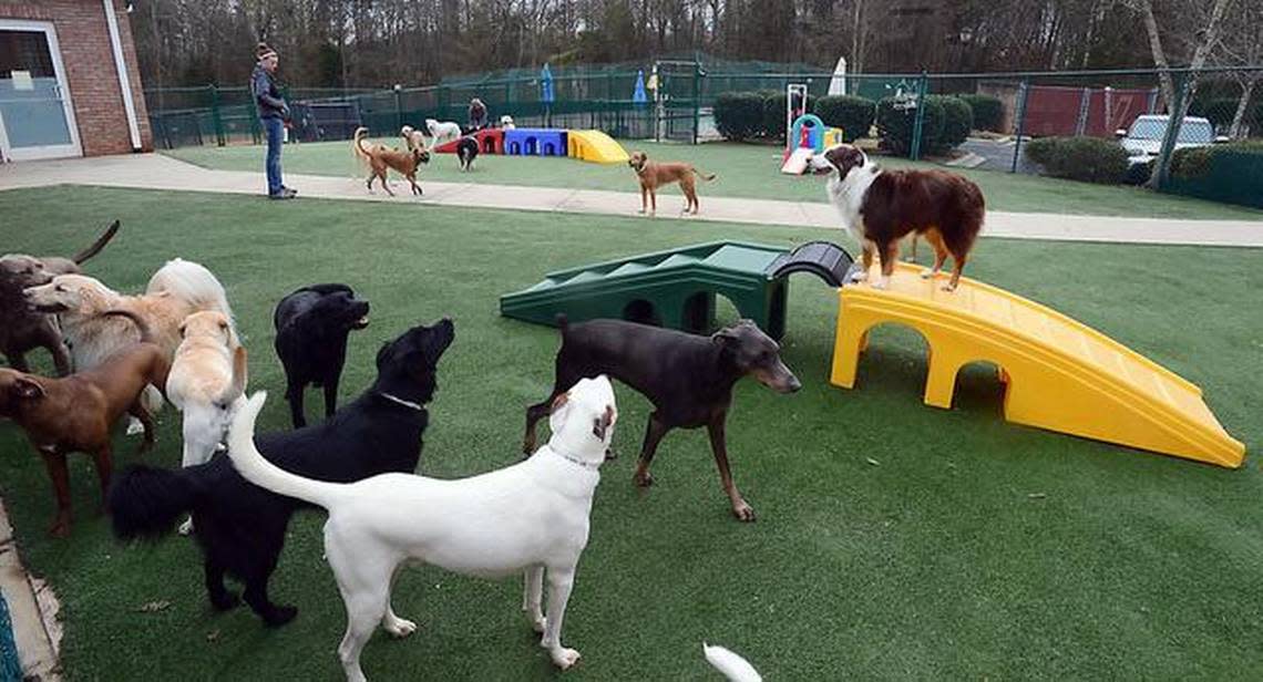 Dogs romp at Pet Paradise in the Lake Norman area in the former Bed & Biscuits. With 20 resorts in the Southeast and Southwest, Pet Paradise had been looking for a second Charlotte-area location. tsumlin@charlotteobserver.com