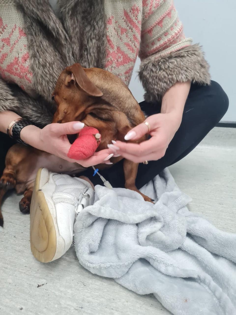 Brandy receives a drip in her paw as she is reunited with her new owner at a veterinary surgery in Basildon (Aneta Wasilewska)