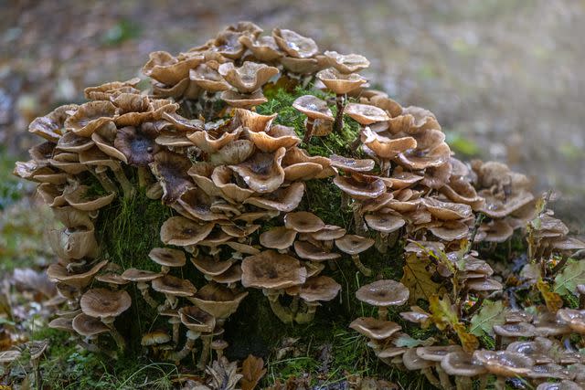 <p>Jacky Parker Photography / Getty Images</p> Maitake mushrooms growing in the wild