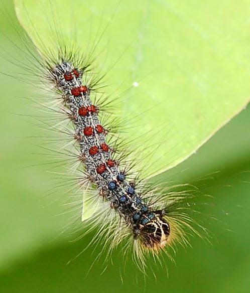 Spongy moth larva.