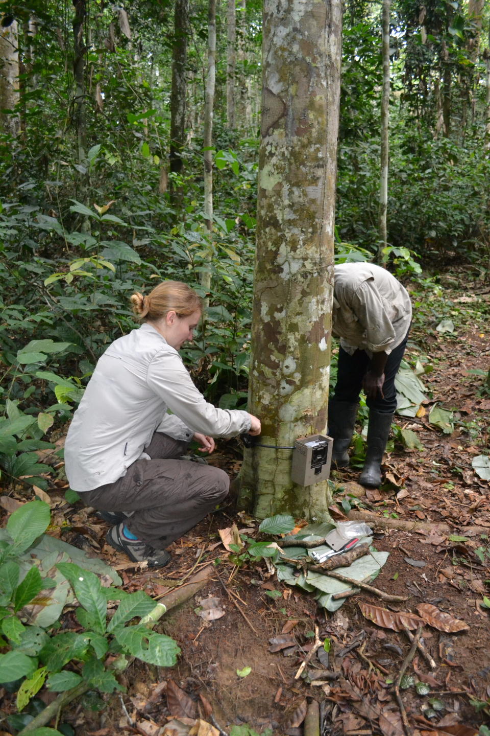 Dr Robin Morrison installing cameras around the gorilla habitat