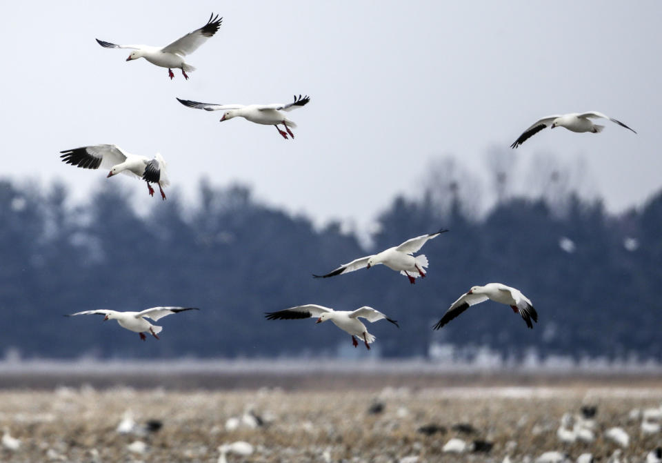 FILE - In this Wednesday, March 7, 2018 file photo, Migrating snow geese come in for a landing in a field near Onawa, Iowa. Experts say President Joe Biden's pledge to undo his predecessor's anti-regulatory policies on the environment won't be accomplished easily, despite a fast start. After taking office last week, Biden returned the U.S. to the Paris climate accords, revoked the Keystone oil pipeline’s federal permit and halted oil and gas leasing in the Arctic National Wildlife Refuge. (AP Photo/Nati Harnik, File)