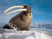 Both male and female walruses have tusks—actually canine teeth—used to haul their bodies out of the ice and break breathing holes into ice from below. Bulls also use their tusks to maintain territory and protect their harems.