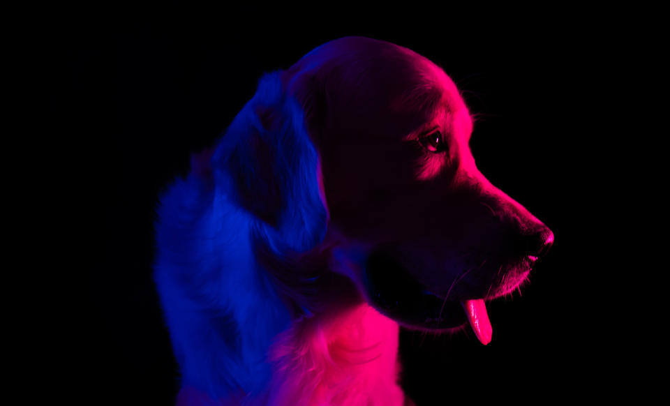 While dogs have fewer cones in their eyes, they have more light-sensitive cells, or rods, toward the center of the retina. A larger pupil also lets in more light.Don't go by this GIF, though. It must have been hella dark.