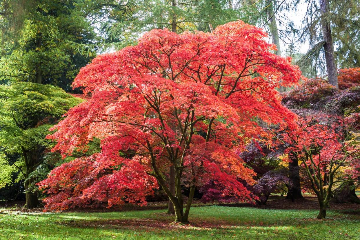 Red, orange and brown leaves adorn this Japanese Maple at Westonbirt , the National Arboretum.