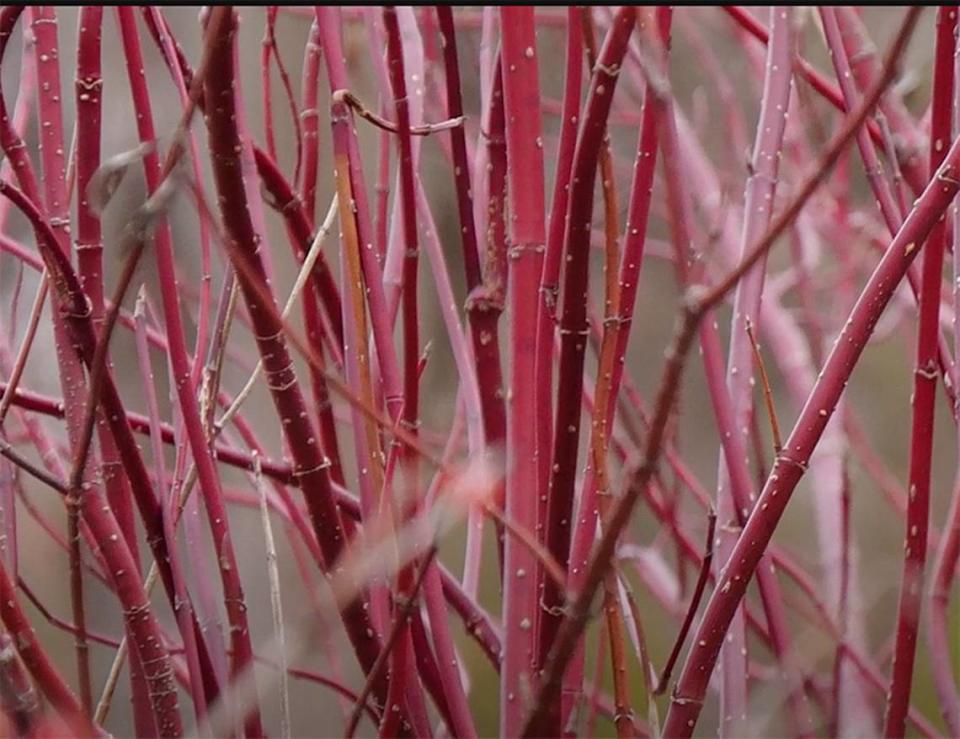 The Arctic Fire dogwood is a compact version of the traditional red–twig dogwood. The foliage falls from the stems in the fall and the bright red stems remaining are useful for holiday décor as well as brightening the winter landscape. 