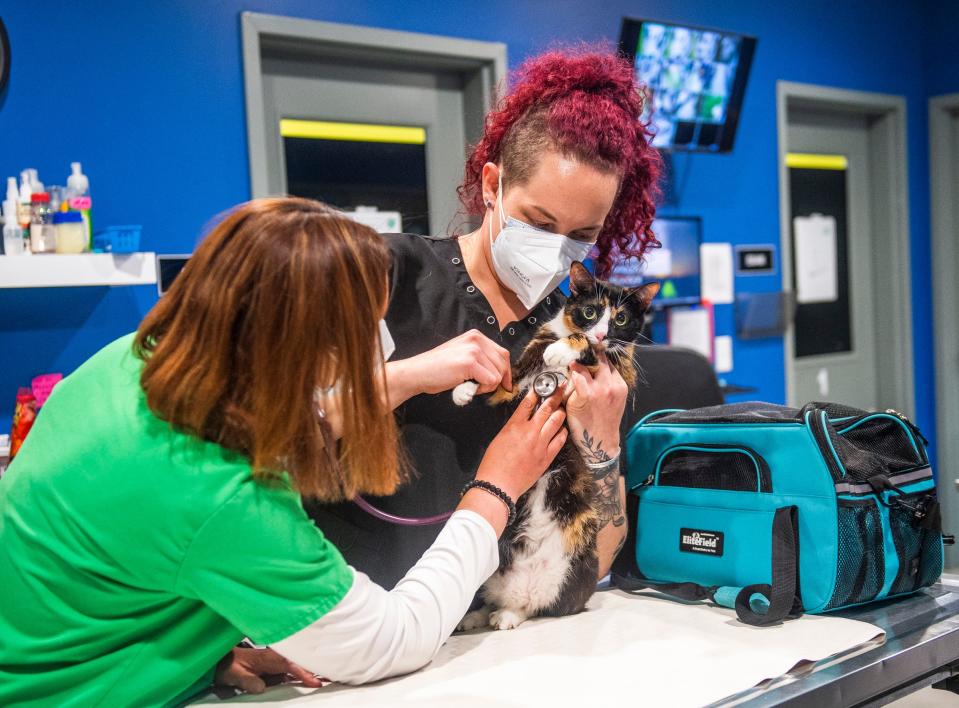 Liz Austin holds Rey as Dr. Sarah Nichol listens to her chest at the Monroe County Humane Society's Nonprofit Veterinary Clinic and Outreach Center on Wednesday. (Rich Janzaruk / Herald-Times)