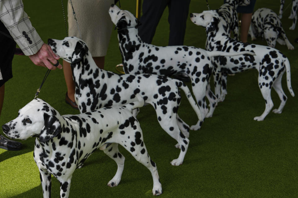 Dalmatians compete in breed group judging at the 148th Westminster Kennel Club Dog show, Monday, May 13, 2024, at the USTA Billie Jean King National Tennis Center in New York. (AP Photo/Julia Nikhinson)