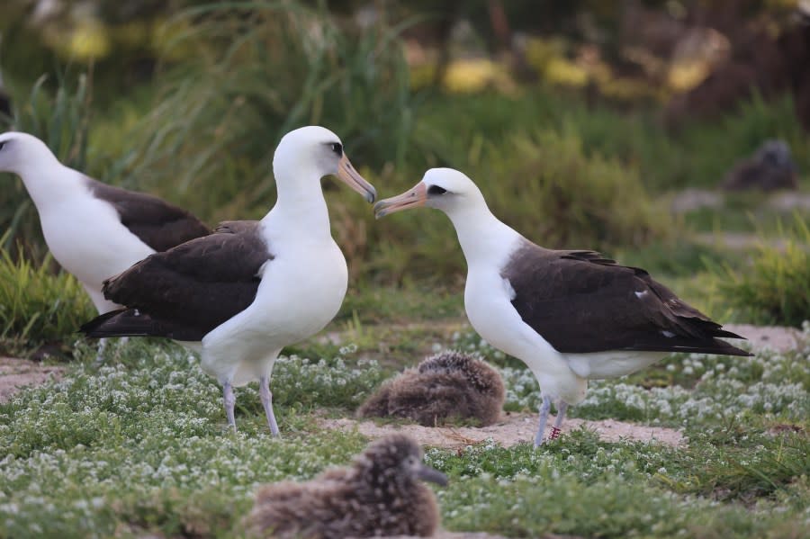 Laysan albatross, mōlī, Wisdom (Credit: USFWS photos, Jon Plissner)