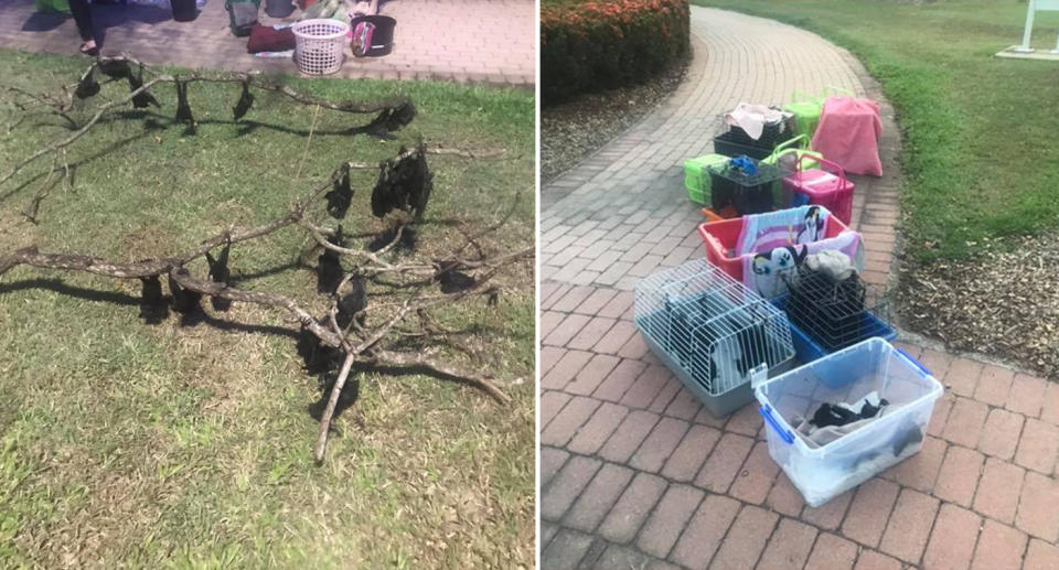 The Far North Queensland Wildlife Care centre set up a makeshift aviary for the hundreds of exhausted bats that were struggling to survive the brutal heatwave