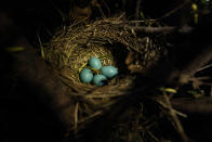 Four blue robin eggs are seen in the morning light, Thursday, May 6, 2021, in Silver Springs, Md. (AP Photo/Carolyn Kaster)