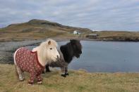 Shetland ponies Fivla and Vitamin model their woolen sweaters as part of Scotland's 'Year of Natural Scotland' ad campaign.