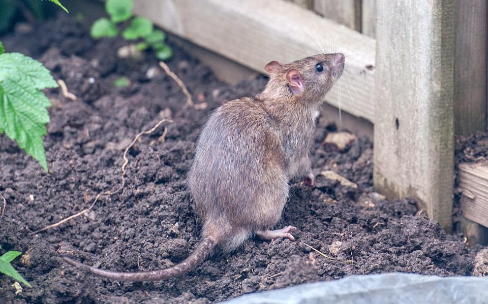 Méfiez-vous si vous avez des rats dans votre jardin. <a href="https://www.shutterstock.com/image-photo/rat-garden-1842737110" rel="nofollow noopener" target="_blank" data-ylk="slk:battybattrick/Shutterstock;elm:context_link;itc:0;sec:content-canvas" class="link ">battybattrick/Shutterstock</a>