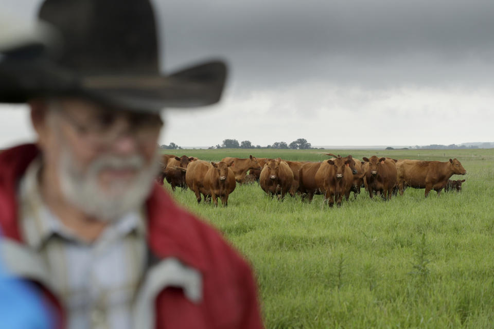 Brad Sands supervisa a su ganado en un humedal y una pradera recuperados cerca de Ellendale, Dakota del Norte, el 20 de junio de 2019. Casi el 90% de los humedales del mundo desaparecieron en los últimos tres siglos, según la Ramsar Convention, una organización fundada en 1971 para proteger los humedales. (AP Foto/Charlie Riedel)