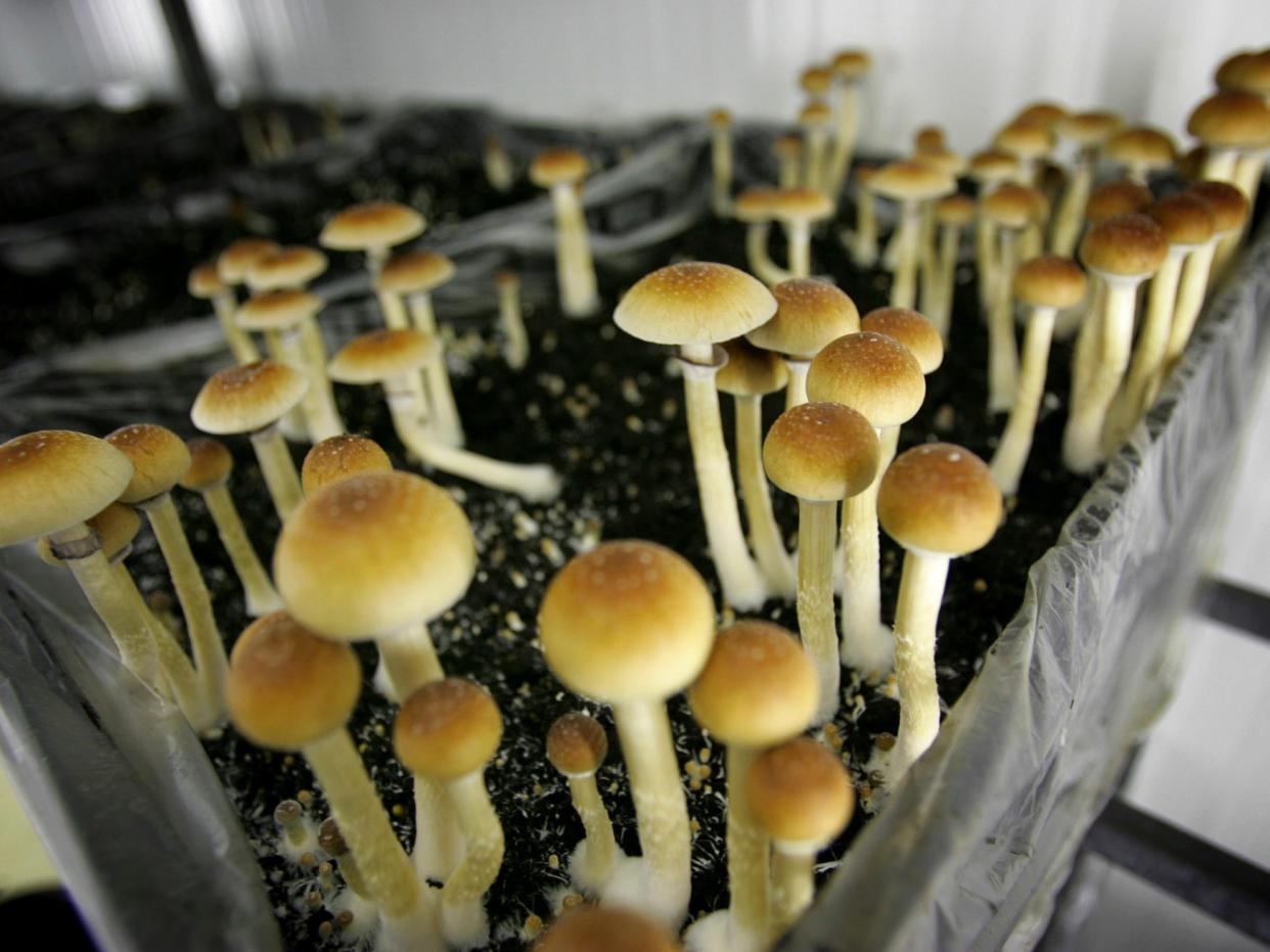 psychedelics magic mushrooms psilocybin