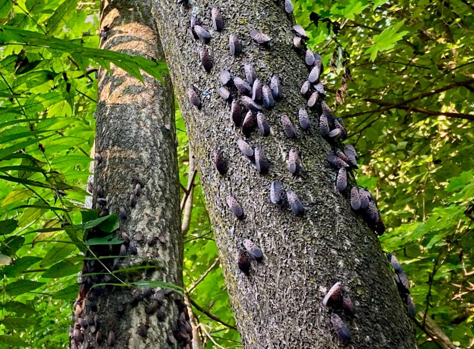 Numerous spotted lanternflies on tree trunks by a railroad underpass near Pangborn Park on Aug. 4, 2022.