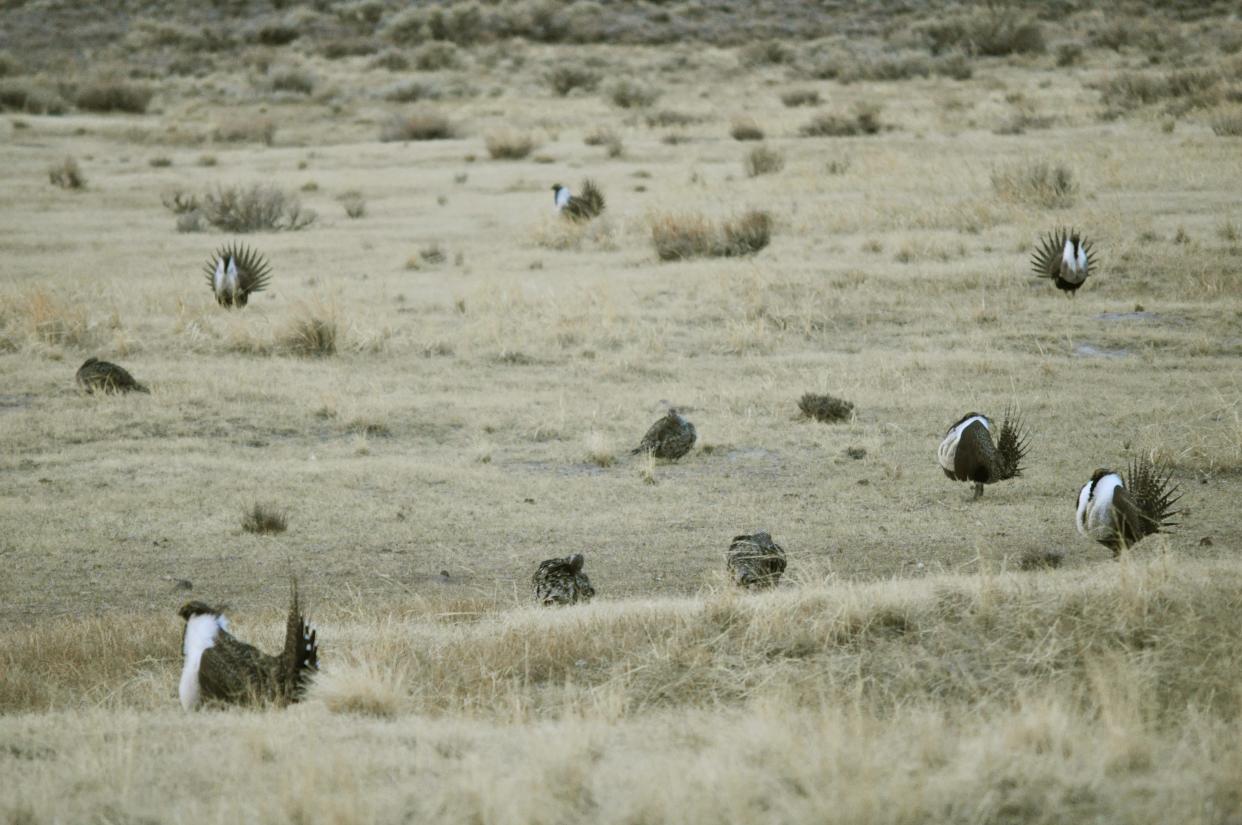 Greater sage grouse on a lek.