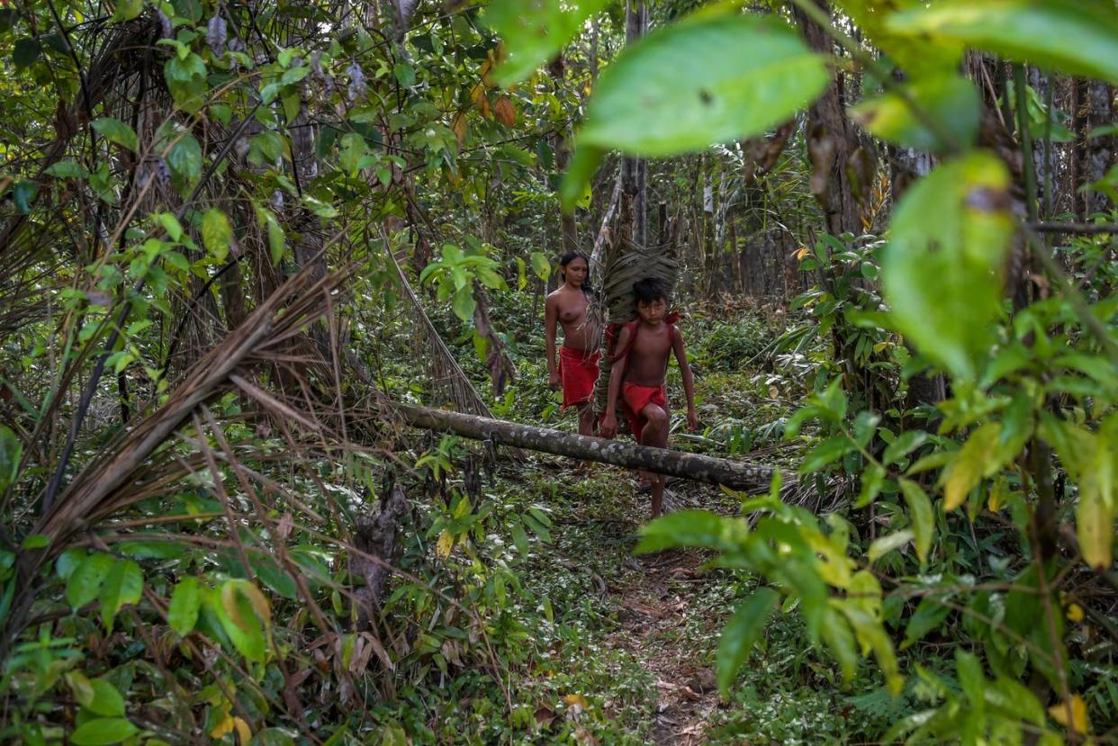 <span class="caption">Collecting firewood on the Waiapi indigenous reserve in Amapa state, Brazil, Oct. 13, 2017. A new bill could open Brazil's Native lands to development. </span> <span class="attribution"><a class="link " href="https://www.gettyimages.com/detail/news-photo/waiapi-boy-and-his-mother-carry-wood-for-a-fire-pit-at-the-news-photo/870666230?adppopup=true" rel="nofollow noopener" target="_blank" data-ylk="slk:APU GOMES/AFP via Getty Images;elm:context_link;itc:0;sec:content-canvas">APU GOMES/AFP via Getty Images</a></span>