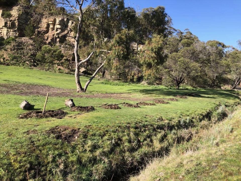 Holes seen at the Tasmanian park after tree theft.